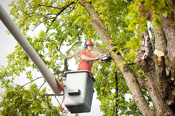 Best Hedge Trimming  in Bellmore, NY